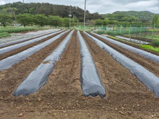 텃밭사랑님의 자유주제 · 자유게시판 작성글 사진