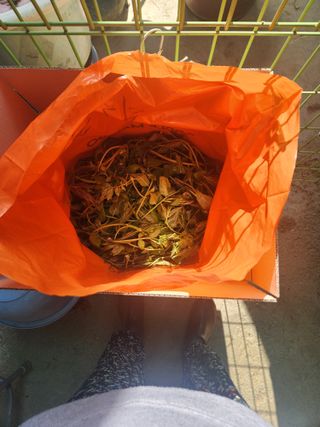 김상임님의 기타작물 · 영농일지 작성글 사진