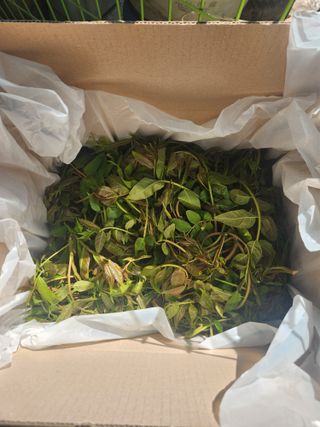 김상임님의 기타작물 · 영농일지 작성글 사진