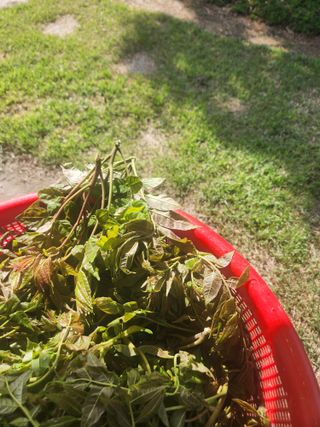 김상임님의 기타작물 · 영농일지 작성글 사진