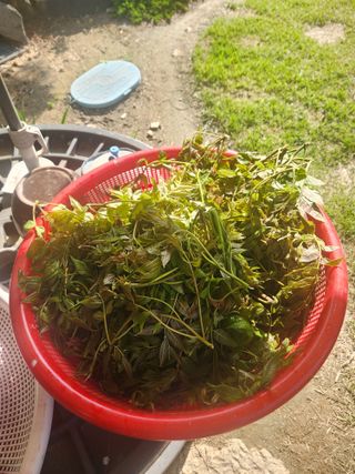 김상임님의 기타작물 · 영농일지 작성글 사진