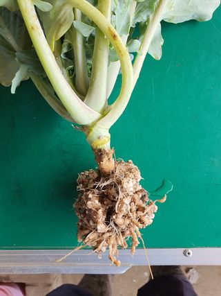 원주연님의 기타작물 · 병해충상담 작성글 사진