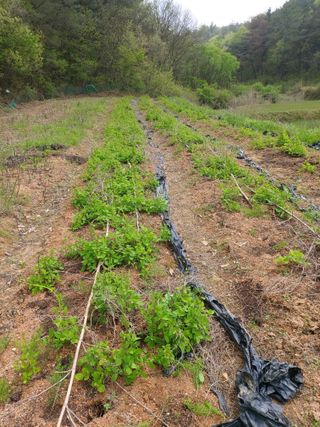 박균성님의 그곳에서 농사하게 된 계기는? · 참여글 작성글 사진
