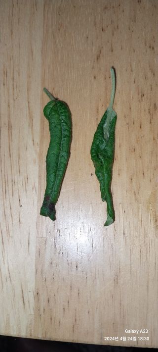 사군자님의 사과 · 병해충상담 작성글 사진