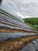 팜모닝 고추·영농일지 게시글 이미지