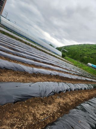 충골님의 고추 · 영농일지 작성글 사진