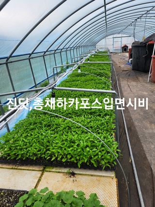 충골님의 고추 · 영농일지 작성글 사진