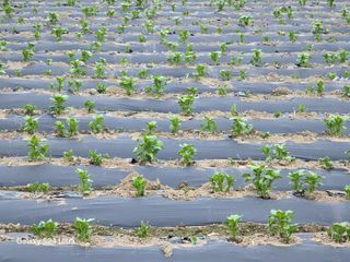 윤남교ㅡ안심농원님의 감자 · 영농일지 작성글 사진