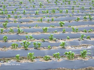 윤남교ㅡ안심농원님의 감자 · 영농일지 작성글 사진