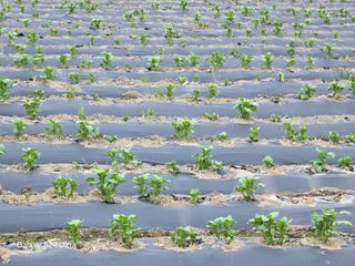 윤남교ㅡ안심농원님의 감자 · 영농일지 작성글 사진