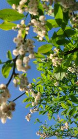 팜모닝 블루베리·영농일지 게시글 이미지