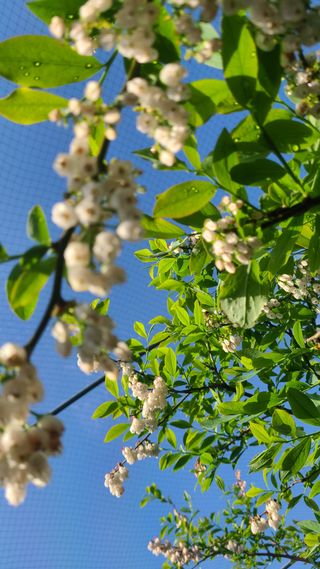 김동만님의 블루베리 · 영농일지 작성글 사진