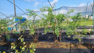 김동만님의 블루베리 · 영농일지 작성글 사진