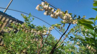 김동만님의 블루베리 · 영농일지 작성글 사진