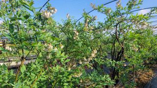 김동만님의 블루베리 · 영농일지 작성글 사진