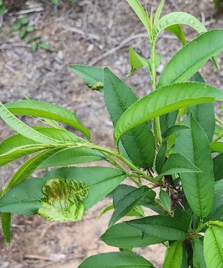 정산님의 복숭아 · 병해충상담 작성글 사진