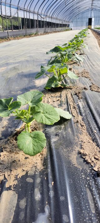 양선옥님의 그곳에서 농사하게 된 계기는? · 참여글 작성글 사진