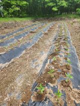 팜모닝 고추·영농일지 게시글 이미지