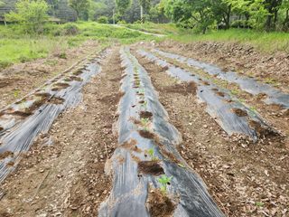 동산에살으리.님의 고추 · 영농일지 작성글 사진