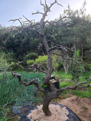 김재열님의 마늘 · 영농일지 작성글 사진