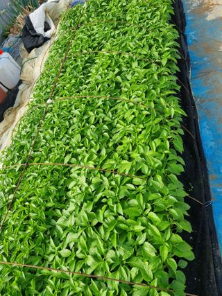 태풍한가름님의 고추 · 영농일지 작성글 사진