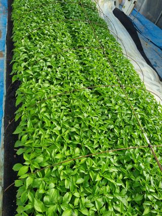 태풍한가름님의 고추 · 영농일지 작성글 사진