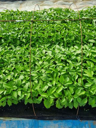 태풍한가름님의 고추 · 영농일지 작성글 사진