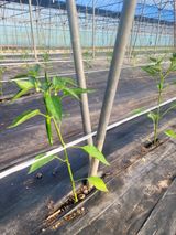 팜모닝 고추·영농일지 게시글 이미지