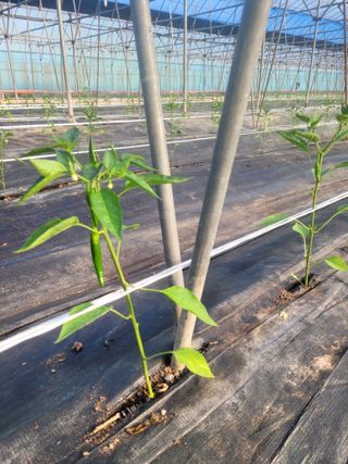 전남 장흥 장주하님의 고추 · 영농일지 작성글 사진