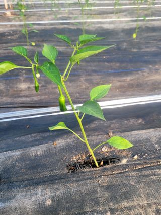 전남 장흥 장주하님의 고추 · 영농일지 작성글 사진