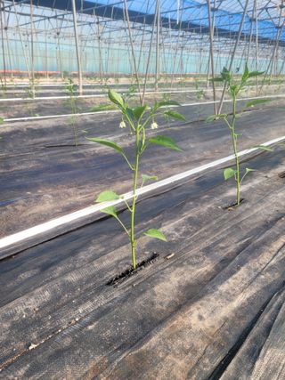 전남 장흥 장주하님의 고추 · 영농일지 작성글 사진