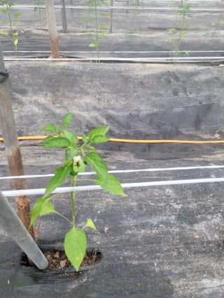 전남 장흥 장주하님의 고추 · 영농일지 작성글 사진