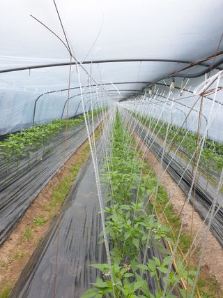 박정임(깻잎)님의 고추 · 영농일지 작성글 사진