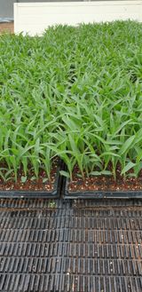 팜모닝 자유주제·자유게시판 게시글 이미지