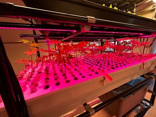 윤대권님의 상추 · 영농일지 작성글 사진