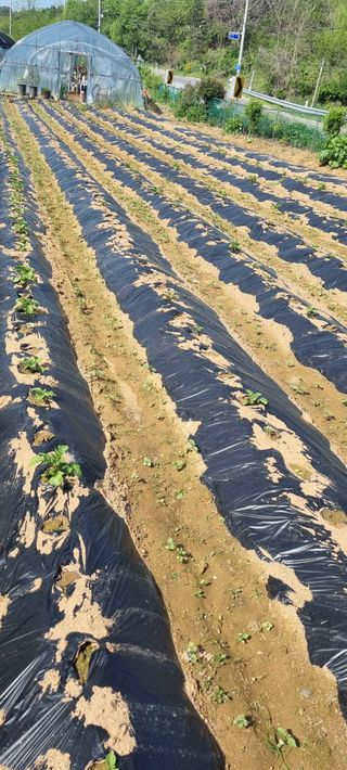 남부농원님의 감자 · 영농일지 작성글 사진