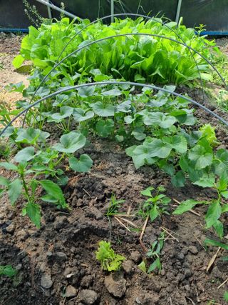 연산나무농장님의 자유주제 · 자유게시판 작성글 사진