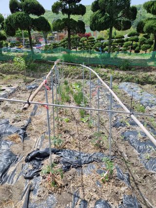 연산나무농장님의 자유주제 · 자유게시판 작성글 사진