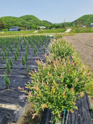 연산나무농장님의 자유주제 · 자유게시판 작성글 사진