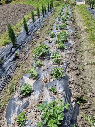 연산나무농장님의 자유주제 · 자유게시판 작성글 사진