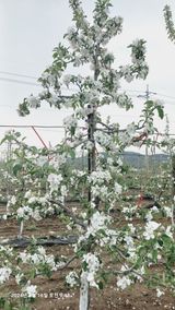 팜모닝 사과·영농일지 게시글 이미지