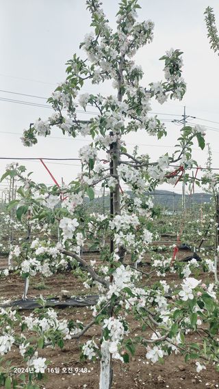 KYGE428님의 사과 · 영농일지 작성글 사진