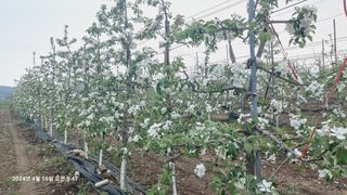 KYGE428님의 사과 · 영농일지 작성글 사진