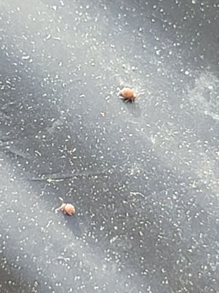 친환경님의 감자 · 병해충상담 작성글 사진