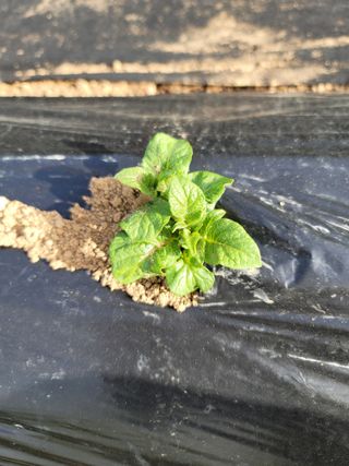 친환경님의 감자 · 병해충상담 작성글 사진