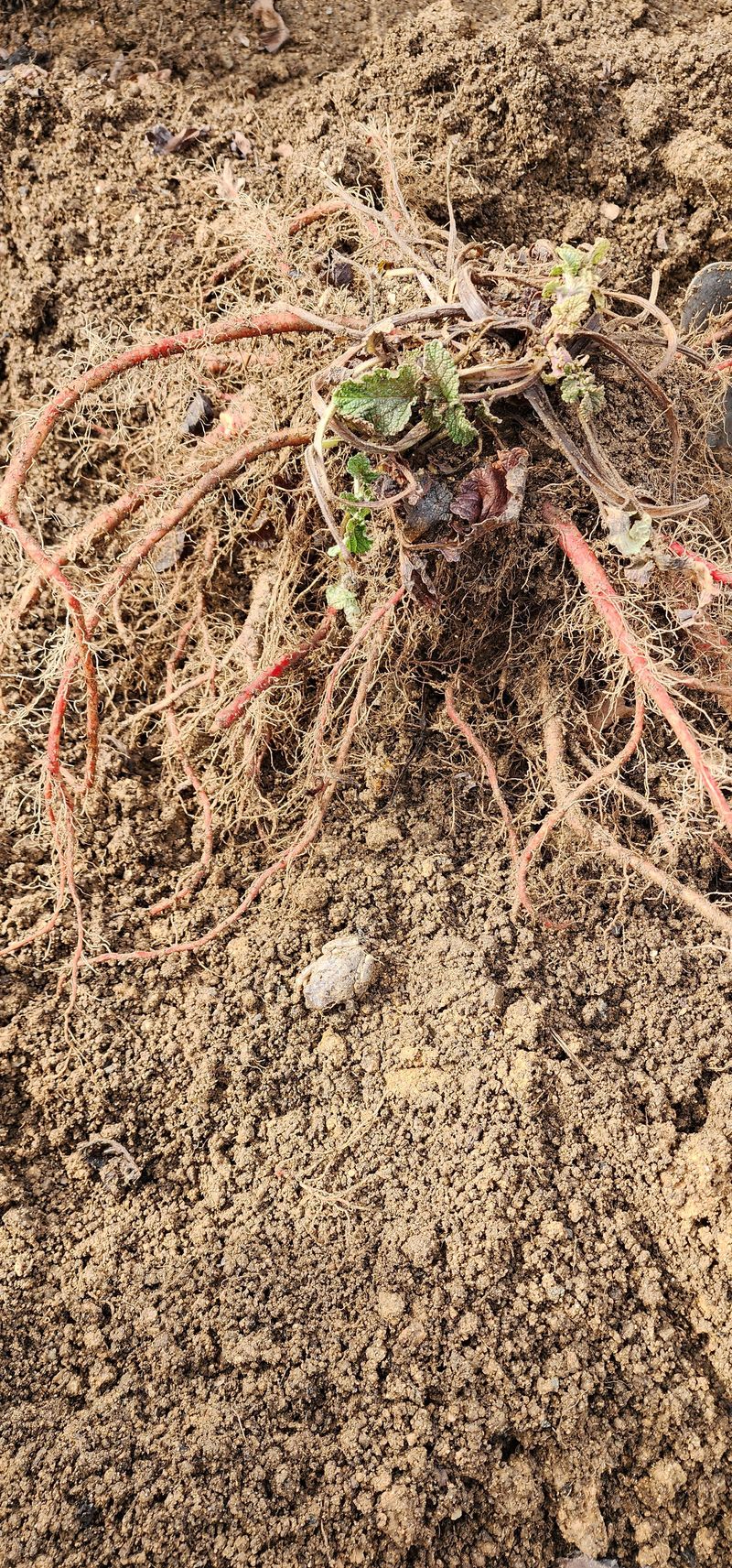 박동현님의 장터 판매 상품 [건 단삼 100g] 첨부 사진