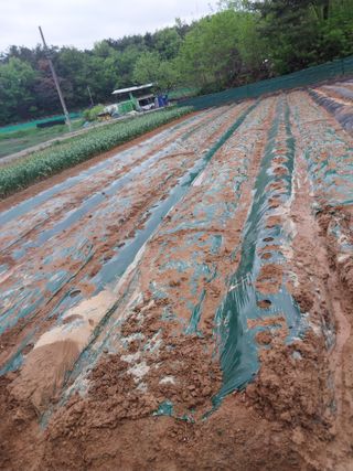 성주 농업인님의 고추 · 영농일지 작성글 사진