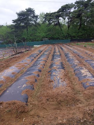 성주 농업인님의 고추 · 영농일지 작성글 사진