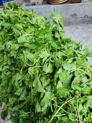 윤미선(농경채인증님의 기타작물 · 영농일지 작성글 사진