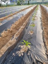 팜모닝 고추·영농일지 게시글 이미지